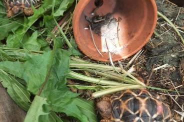 Tortoises kaufen und verkaufen Photo: Nachzuchten Indische Sternschildkröten Geochelone Elegans