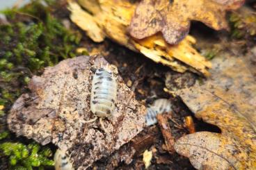 Insekten kaufen und verkaufen Foto: Biete Porcellio laevis „Panda“ 