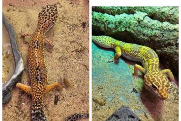 Geckos kaufen und verkaufen Foto: 110€ 2 seltene Leopardengeckos+Terrarium+Zubehör 