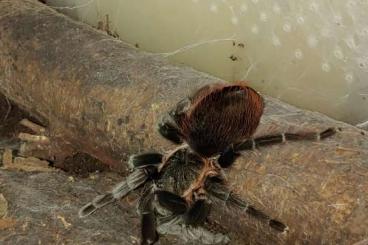 - bird spiders kaufen und verkaufen Photo: Biete 0.1 Brachypelma vagans