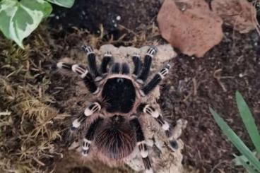 Spiders and Scorpions kaufen und verkaufen Photo: Gebe Weibliche Acanthoscurria geniculata mir Terrarium ab