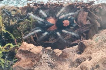 - bird spiders kaufen und verkaufen Photo: Cyriocosmus elegans weibchen 