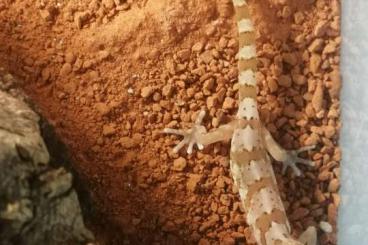 Geckos kaufen und verkaufen Foto: quartz gecko, vipergecko, chameleon gecko Houten