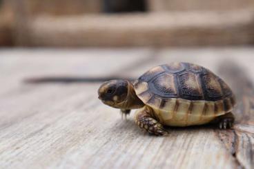 Turtles and Tortoises kaufen und verkaufen Photo: Europäische Breitrandschildkröten