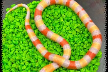 Colubrids kaufen und verkaufen Photo: Pueblan milk snake “ Campbelli “ Albino / het Albino
