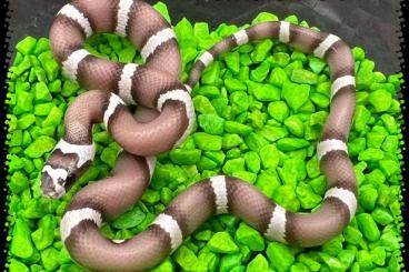 Colubrids kaufen und verkaufen Photo: Hybrid snakes hatchlings 2024
