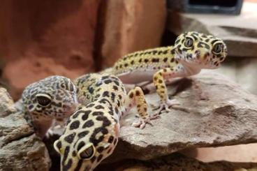 Geckos kaufen und verkaufen Foto: Viele schöne Leopardgeckos, auch Black Night