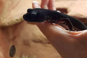 Geckos kaufen und verkaufen Photo: Tiefschwarzes Black Night Weibchen und ein buntes, junges BN Männchen