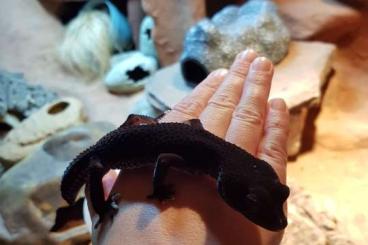 Geckos kaufen und verkaufen Photo: Tiefschwarzes Black Night Weibchen und ein buntes, junges BN Männchen