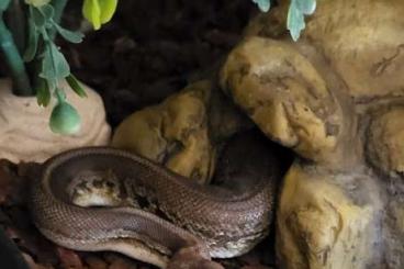 Ball Pythons kaufen und verkaufen Photo: Köpy (1.0 Pewter het. Piebald) sucht neues Zuhause