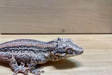 Geckos kaufen und verkaufen Foto: 1.0 Rhacodactylus Auriculatus | Höckerkopfgecko Männchen