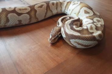 Ball Pythons kaufen und verkaufen Photo: Zwei Königsphytons abzugeben 