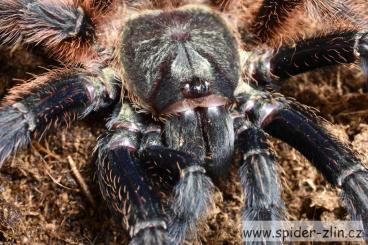 - bird spiders kaufen und verkaufen Photo: Bulk Psalmopoeus victori,Birupes simoroxigorum,N. sp. Panama ... 