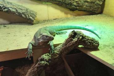 Echsen  kaufen und verkaufen Foto: Nashornleguan, Sudan - Schildechsen