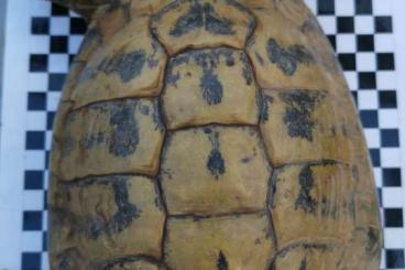 Tortoises kaufen und verkaufen Photo: Griechische Landschildkröte (THB) abzugeben