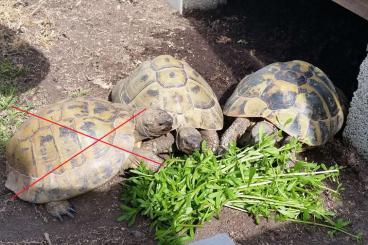 Tortoises kaufen und verkaufen Photo: Weibliche griechische Landschildkröten (THB, eierlegend) abzugeben