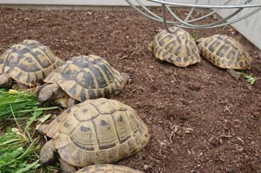 Landschildkröten kaufen und verkaufen Foto: Weibliche griechische Landschildkröten (THB) abzugeben