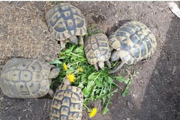 Landschildkröten kaufen und verkaufen Foto: Weibliche griechische Landschildkröten (THB, eierlegend) abzugeben