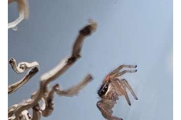 Spiders and Scorpions kaufen und verkaufen Photo: Phidippus pius Jumping spider 