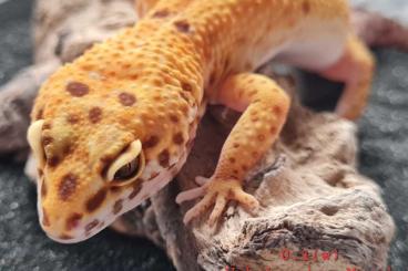 Geckos kaufen und verkaufen Photo: Leopardgecko 0.1(w) unbekannter Morph(2021)