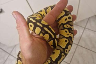 Pythons kaufen und verkaufen Photo: Yellow Belly Pastell het Albino 