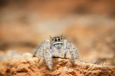 Spiders and Scorpions kaufen und verkaufen Photo: Professionelle Spinnen Fotos für Ihre Anzeige!