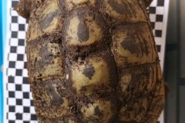Tortoises kaufen und verkaufen Photo: griechische Landschildkröten abzugeben