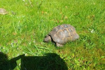 Landschildkröten kaufen und verkaufen Photo: schöne maurische Landschildkröten abzugeben Landschildkröten kaufen und verkaufen Photo: schöne maurische Landschildkröten abzugeben