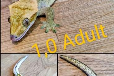 Geckos kaufen und verkaufen Photo: Kronengeckos und ein Höckerkopfgecko