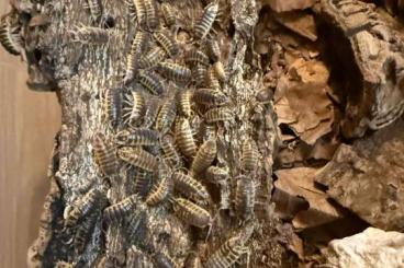 Krebstiere terrestrisch  kaufen und verkaufen Foto: Porcellio ornatus Yellow für Hamm