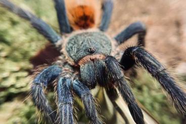 Vogelspinnen kaufen und verkaufen Foto: 30% Rabatt auf alle Angebote der Kabelkunstkrabbeltiere.de Vogelspinne