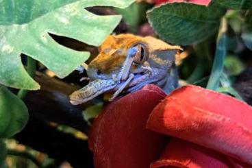 Geckos kaufen und verkaufen Foto: Kronengecko weibchen inkl terrarium und Zubehör 