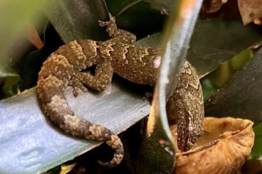 Geckos kaufen und verkaufen Photo: Jungferngeckos lepidodactylus lugubris