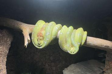 Snakes kaufen und verkaufen Photo: Hundskopfschlinger DNZ 12.23 corallus Caninus 1.1