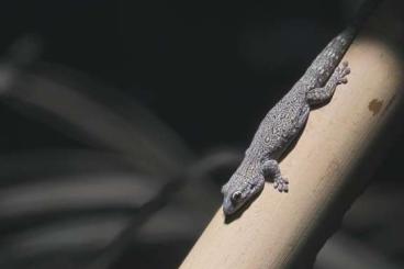 Geckos kaufen und verkaufen Foto: Phelsuma Mutabilis pair from 2023 