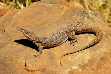 Warane kaufen und verkaufen Foto: Looking for Varanus Storri