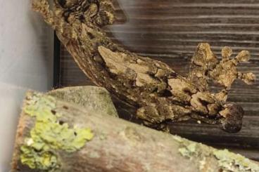 Geckos kaufen und verkaufen Photo: Biete 1.0 Uroplatus alluaudi