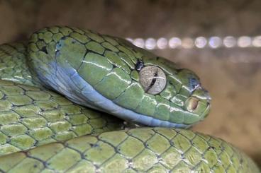 Nattern ungiftige  kaufen und verkaufen Foto: Boiga cyanea Zucht zu verkaufen 