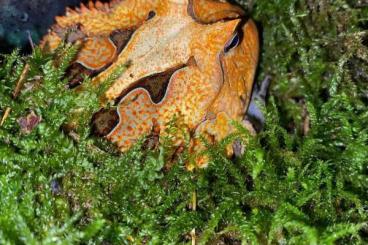 frogs kaufen und verkaufen Photo: Ceratophrys Cornuta Suriname 0.1 and 1.0 CB 2023