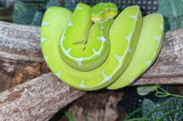 Schlangen kaufen und verkaufen Foto: Morelia viridis Sarmi 0.1 CB 2023