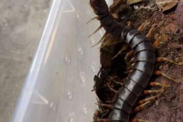 Myriapoda kaufen und verkaufen Foto: Looking for species of centipede