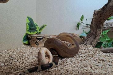 Boas kaufen und verkaufen Foto: Boa Constrictor Imperator Hypo Jungle Supertail 1.0 (Tausch möglich)