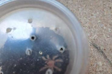 - bird spiders kaufen und verkaufen Photo: Grammostola pulchripes slings Abzugeben 