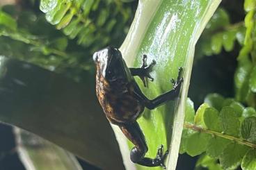 Frösche  kaufen und verkaufen Foto: Oophaga Sylvatica Diablo vermutliches Paar