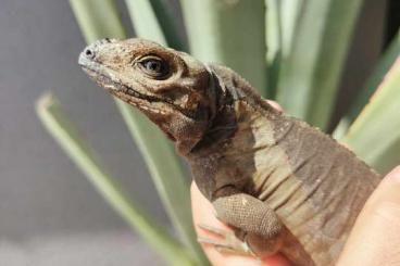 Lizards kaufen und verkaufen Photo: For sale 0.1 cyclura cornuta 2023