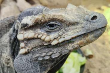 Lizards kaufen und verkaufen Photo: For sale 1.0 cyclura cornuta 2017