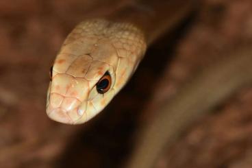 Venomous snakes kaufen und verkaufen Photo: Oxyuranus scutellatus ( coastal taipan )