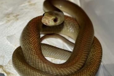 Giftschlangen kaufen und verkaufen Foto: Oxyuranus scutellatus ( Coastal taipan's )