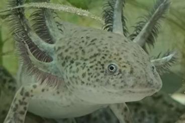 newts and salamanders kaufen und verkaufen Photo: Axolotl Jungtiere, eigene Zucht, MV 