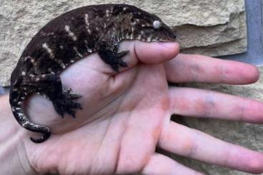 Geckos kaufen und verkaufen Foto: Rhacodactylus leachianus 